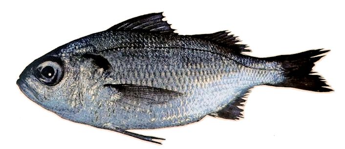 Brachydeuterus auritus_02